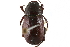  ( - CCDB-23521-A11)  @11 [ ] CreativeCommons - Attribution (2015) CBG Photography Group Centre for Biodiversity Genomics