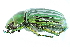  ( - CCDB-23522-D01)  @12 [ ] CreativeCommons - Attribution (2015) CBG Photography Group Centre for Biodiversity Genomics