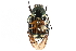 (Trichiotinus affinis - CCDB-23523-B04)  @14 [ ] CreativeCommons - Attribution (2015) CBG Photography Group Centre for Biodiversity Genomics