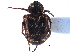  ( - CCDB-23523-C07)  @13 [ ] CreativeCommons - Attribution (2015) CBG Photography Group Centre for Biodiversity Genomics