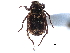  ( - CCDB-23523-C10)  @11 [ ] CreativeCommons - Attribution (2015) CBG Photography Group Centre for Biodiversity Genomics