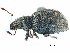  (Sciaphilus - CCDB-23524-E04)  @14 [ ] CreativeCommons - Attribution (2015) CBG Photography Group Centre for Biodiversity Genomics