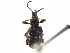 (Otiorhynchus ovatus - CCDB-23524-E07)  @15 [ ] CreativeCommons - Attribution (2015) CBG Photography Group Centre for Biodiversity Genomics