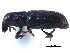  ( - CCDB-23524-F07)  @11 [ ] CreativeCommons - Attribution (2015) CBG Photography Group Centre for Biodiversity Genomics