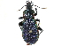  (Carabus vietinghoffii - CCDB-23524-F12)  @15 [ ] CreativeCommons - Attribution (2015) CBG Photography Group Centre for Biodiversity Genomics