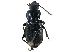  ( - CCDB-23524-H04)  @14 [ ] CreativeCommons - Attribution (2015) CBG Photography Group Centre for Biodiversity Genomics