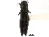  (Agrilus amelanchieri - CCDB-28930-D03)  @11 [ ] CreativeCommons - Attribution (2015) CBG Photography Group Centre for Biodiversity Genomics