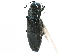  (Agrilus egeniformis - CCDB-28930-D09)  @11 [ ] CreativeCommons - Attribution (2015) CBG Photography Group Centre for Biodiversity Genomics