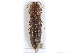  ( - CCDB-28930-G02)  @11 [ ] CreativeCommons - Attribution (2015) CBG Photography Group Centre for Biodiversity Genomics