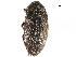 ( - CCDB-28931-G06)  @11 [ ] CreativeCommons - Attribution (2015) CBG Photography Group Centre for Biodiversity Genomics