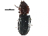  ( - CCDB-28932-A11)  @11 [ ] CreativeCommons - Attribution (2015) CBG Photography Group Centre for Biodiversity Genomics
