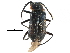  ( - CCDB-28932-C06)  @11 [ ] CreativeCommons - Attribution (2015) CBG Photography Group Centre for Biodiversity Genomics