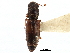  (Hesperobaenus abbreviatus - CCDB-28933-A01)  @11 [ ] CreativeCommons - Attribution (2015) CBG Photography Group Centre for Biodiversity Genomics
