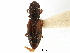  ( - CCDB-28933-A02)  @11 [ ] CreativeCommons - Attribution (2015) CBG Photography Group Centre for Biodiversity Genomics