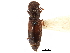  ( - CCDB-28933-A03)  @11 [ ] CreativeCommons - Attribution (2015) CBG Photography Group Centre for Biodiversity Genomics
