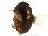  ( - CCDB-28933-A04)  @11 [ ] CreativeCommons - Attribution (2015) CBG Photography Group Centre for Biodiversity Genomics