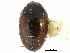  ( - CCDB-28933-A08)  @11 [ ] CreativeCommons - Attribution (2015) CBG Photography Group Centre for Biodiversity Genomics