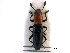  ( - CCDB-28933-B12)  @11 [ ] CreativeCommons - Attribution (2015) CBG Photography Group Centre for Biodiversity Genomics