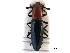  ( - CCDB-28933-C01)  @11 [ ] CreativeCommons - Attribution (2015) CBG Photography Group Centre for Biodiversity Genomics