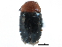  ( - CCDB-28933-C05)  @11 [ ] CreativeCommons - Attribution (2015) CBG Photography Group Centre for Biodiversity Genomics