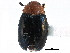  ( - CCDB-28933-C07)  @11 [ ] CreativeCommons - Attribution (2015) CBG Photography Group Centre for Biodiversity Genomics