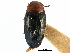  ( - CCDB-28933-D02)  @11 [ ] CreativeCommons - Attribution (2015) CBG Photography Group Centre for Biodiversity Genomics