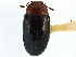  ( - CCDB-28933-D03)  @11 [ ] CreativeCommons - Attribution (2015) CBG Photography Group Centre for Biodiversity Genomics
