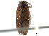  ( - CCDB-28933-H10)  @11 [ ] CreativeCommons - Attribution (2015) CBG Photography Group Centre for Biodiversity Genomics