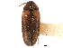  ( - CCDB-28933-H11)  @11 [ ] CreativeCommons - Attribution (2015) CBG Photography Group Centre for Biodiversity Genomics