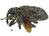  ( - CCDB-28938-A02)  @11 [ ] CreativeCommons - Attribution (2015) CBG Photography Group Centre for Biodiversity Genomics