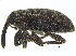  ( - CCDB-28938-A03)  @11 [ ] CreativeCommons - Attribution (2015) CBG Photography Group Centre for Biodiversity Genomics