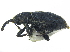  (Magdalis austera - CCDB-28938-A06)  @11 [ ] CreativeCommons - Attribution (2015) CBG Photography Group Centre for Biodiversity Genomics