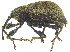  ( - CCDB-28938-B03)  @11 [ ] CreativeCommons - Attribution (2015) CBG Photography Group Centre for Biodiversity Genomics