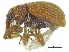  ( - CCDB-28938-D08)  @11 [ ] CreativeCommons - Attribution (2015) CBG Photography Group Centre for Biodiversity Genomics