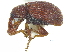  ( - CCDB-28938-D09)  @11 [ ] CreativeCommons - Attribution (2015) CBG Photography Group Centre for Biodiversity Genomics