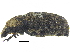  ( - CCDB-28938-E03)  @11 [ ] CreativeCommons - Attribution (2015) CBG Photography Group Centre for Biodiversity Genomics