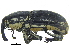  (Sphenophorus aequalis pictus - CCDB-28938-E04)  @11 [ ] CreativeCommons - Attribution (2015) CBG Photography Group Centre for Biodiversity Genomics