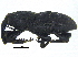  ( - CCDB-28938-E05)  @11 [ ] CreativeCommons - Attribution (2015) CBG Photography Group Centre for Biodiversity Genomics