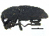  (Sphenophorus incongruus - CCDB-28938-E07)  @11 [ ] CreativeCommons - Attribution (2015) CBG Photography Group Centre for Biodiversity Genomics