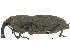  ( - CCDB-28938-E08)  @11 [ ] CreativeCommons - Attribution (2015) CBG Photography Group Centre for Biodiversity Genomics