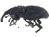  ( - CCDB-28938-E09)  @11 [ ] CreativeCommons - Attribution (2015) CBG Photography Group Centre for Biodiversity Genomics