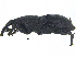  ( - CCDB-28938-E11)  @11 [ ] CreativeCommons - Attribution (2015) CBG Photography Group Centre for Biodiversity Genomics