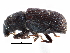  ( - CCDB-28939-A03)  @11 [ ] CreativeCommons - Attribution (2015) CBG Photography Group Centre for Biodiversity Genomics