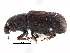  ( - CCDB-28939-A04)  @11 [ ] CreativeCommons - Attribution (2015) CBG Photography Group Centre for Biodiversity Genomics