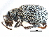  ( - CCDB-28939-B06)  @11 [ ] CreativeCommons - Attribution (2015) CBG Photography Group Centre for Biodiversity Genomics