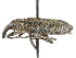  ( - CCDB-28939-C12)  @11 [ ] CreativeCommons - Attribution (2015) CBG Photography Group Centre for Biodiversity Genomics