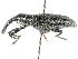  (Lixus macer - CCDB-28939-D02)  @11 [ ] CreativeCommons - Attribution (2015) CBG Photography Group Centre for Biodiversity Genomics