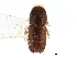  ( - CCDB-28939-F03)  @11 [ ] CreativeCommons - Attribution (2015) CBG Photography Group Centre for Biodiversity Genomics