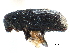  ( - CCDB-28939-F06)  @11 [ ] CreativeCommons - Attribution (2015) CBG Photography Group Centre for Biodiversity Genomics