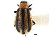  ( - CCDB-28939-H08)  @11 [ ] CreativeCommons - Attribution (2015) CBG Photography Group Centre for Biodiversity Genomics